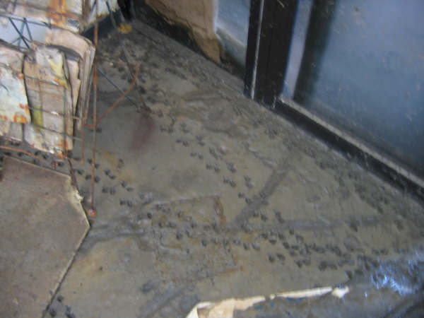 Doctor's office, first floor, critter tracks.jpg